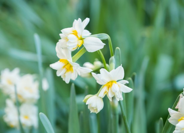 Quelles sont les premières fleurs jaunes du printemps ?