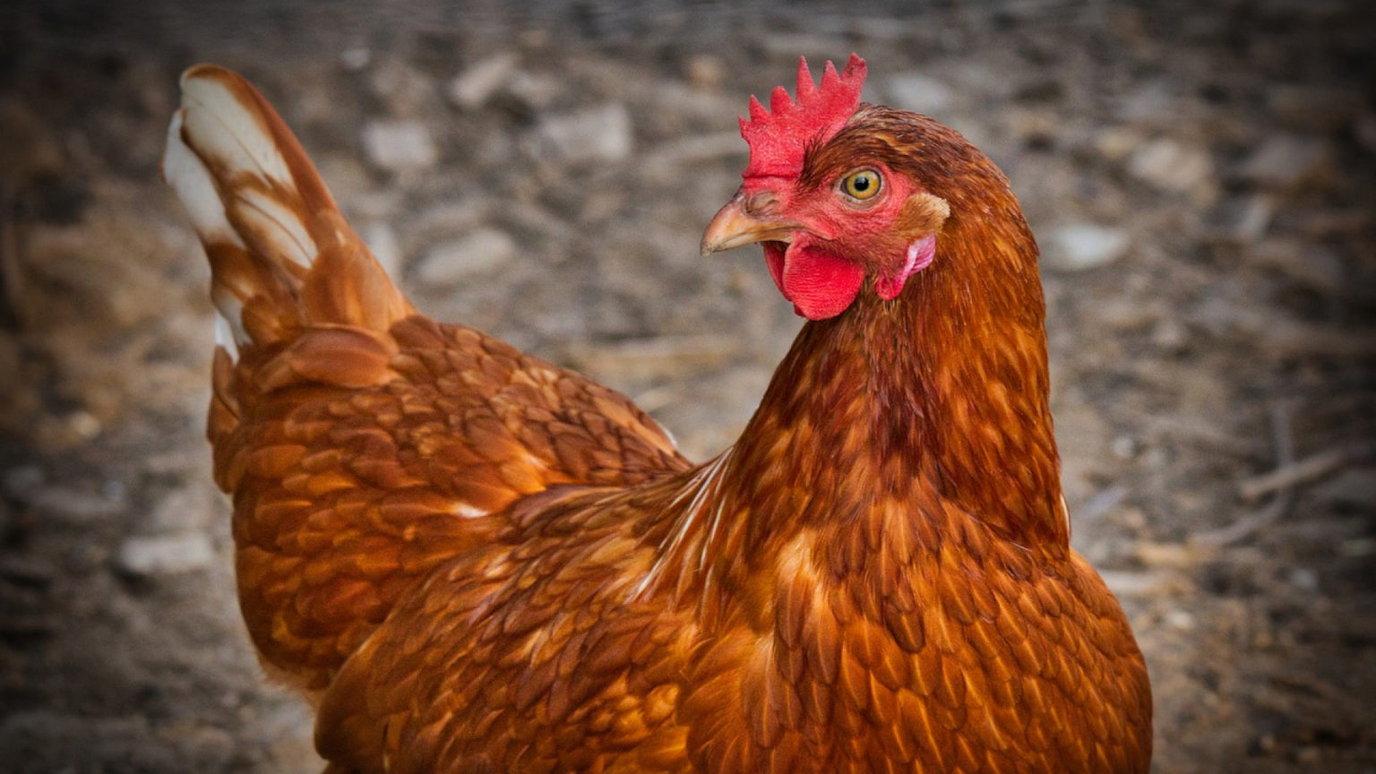Astuces Estce que les poules mangent les pommes