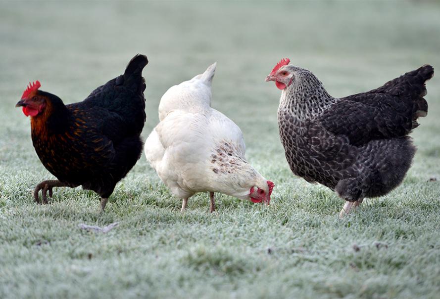 Comment nourrir ses poules en hiver ?