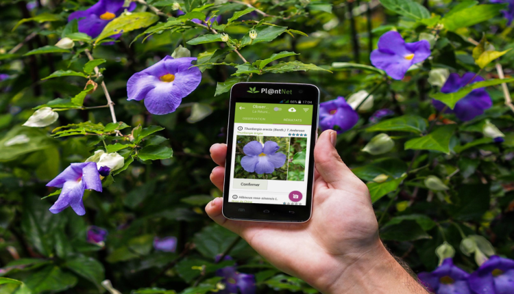 Quelle est la meilleure application pour reconnaître les plantes ?