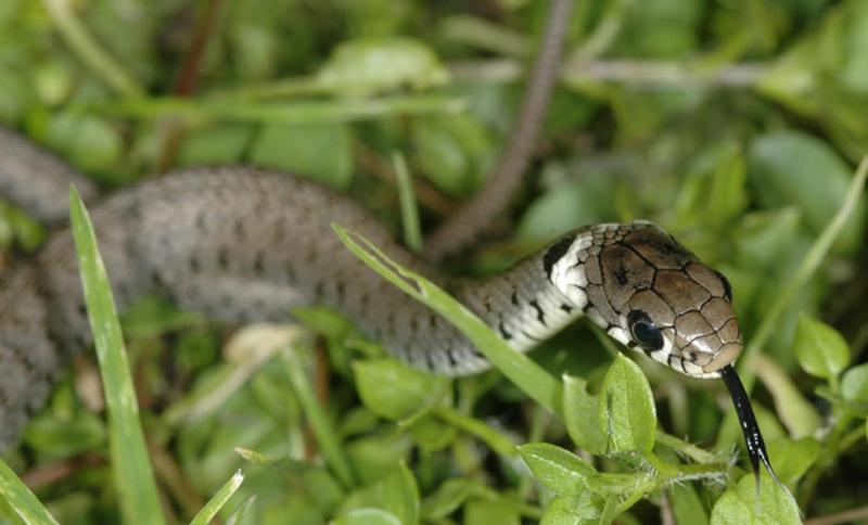 Est-ce légal d'avoir un serpent ?