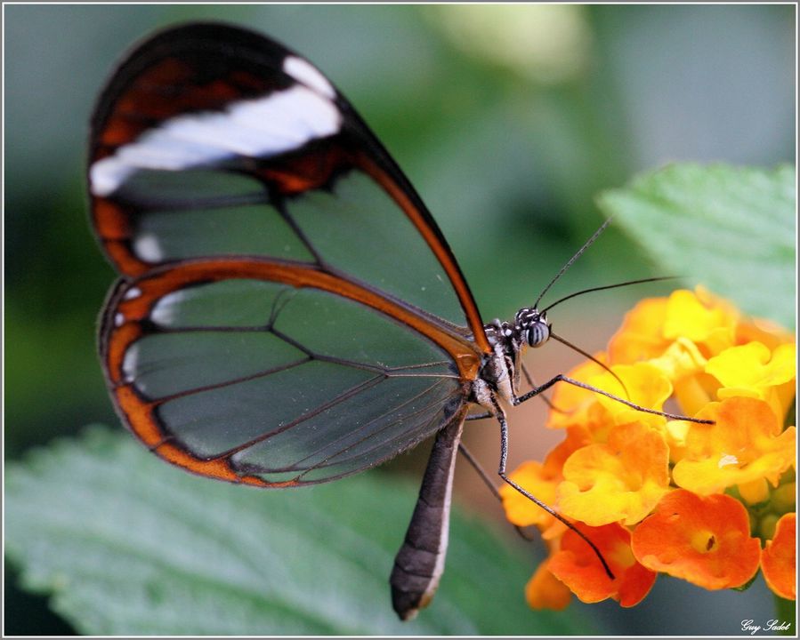 Quelles sont les couleurs d'un papillon ?