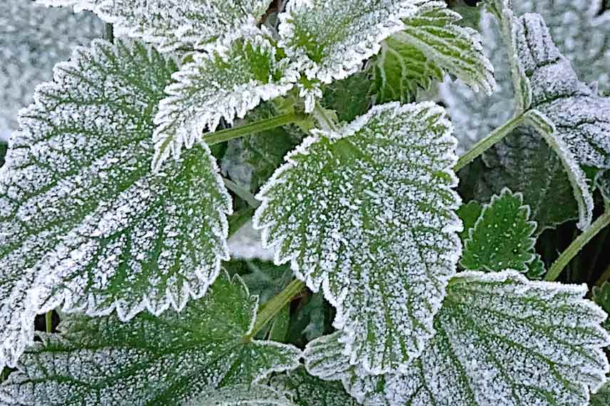 Comment avoir de la menthe en hiver ?