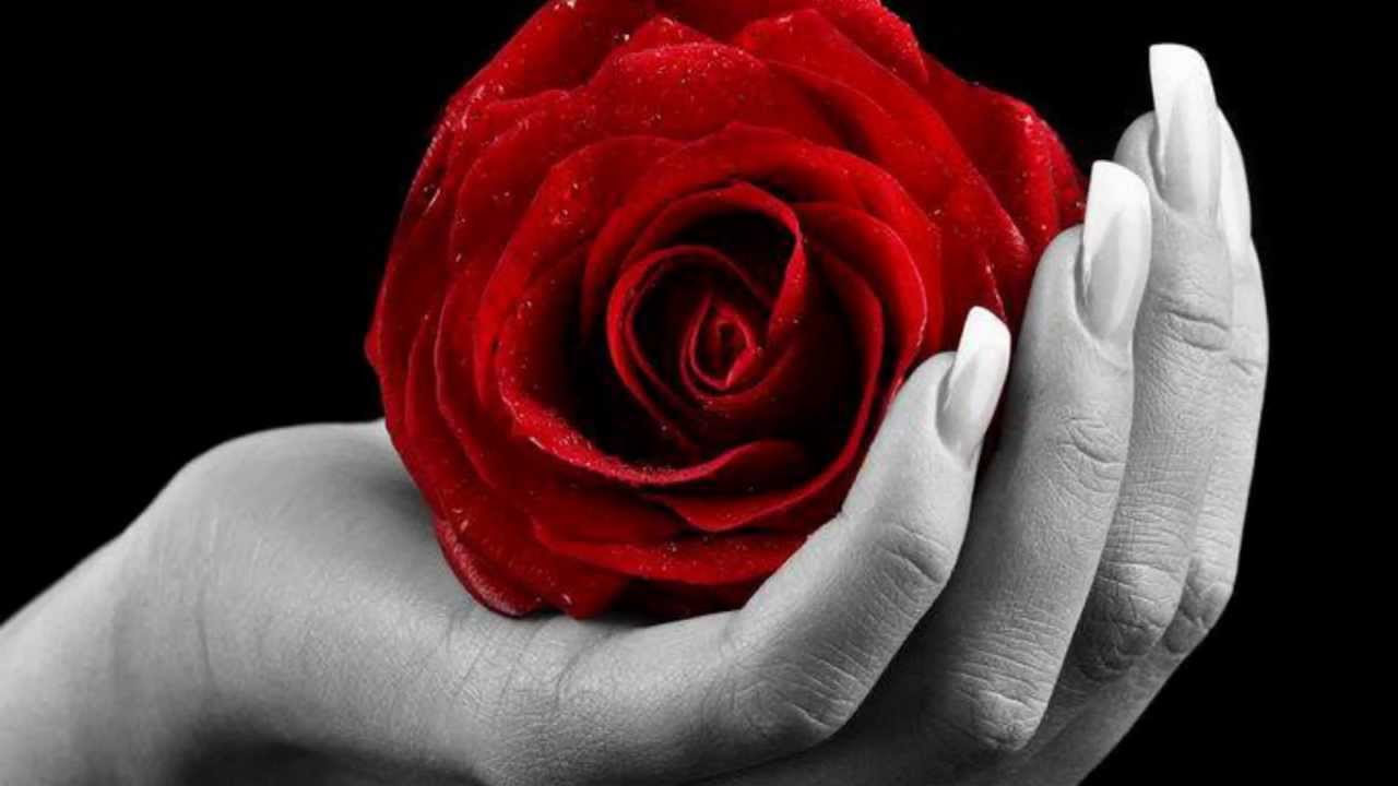 Quand offrir une rose à une fille ?
