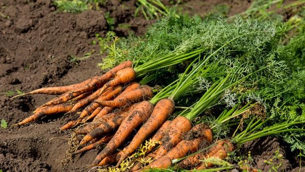 Comment obtenir des carottes ?