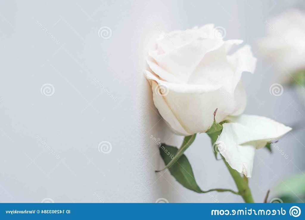 Quel est le symbole de la rose blanche ?