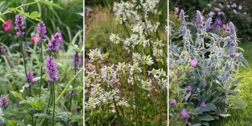 Quelle plante vivace pour bordure ?