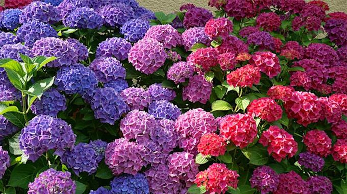 Pourquoi les fleurs d'hortensia sont vertes ?