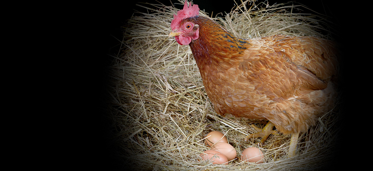 Qu'est-ce qui empêche les poules de pondre ?