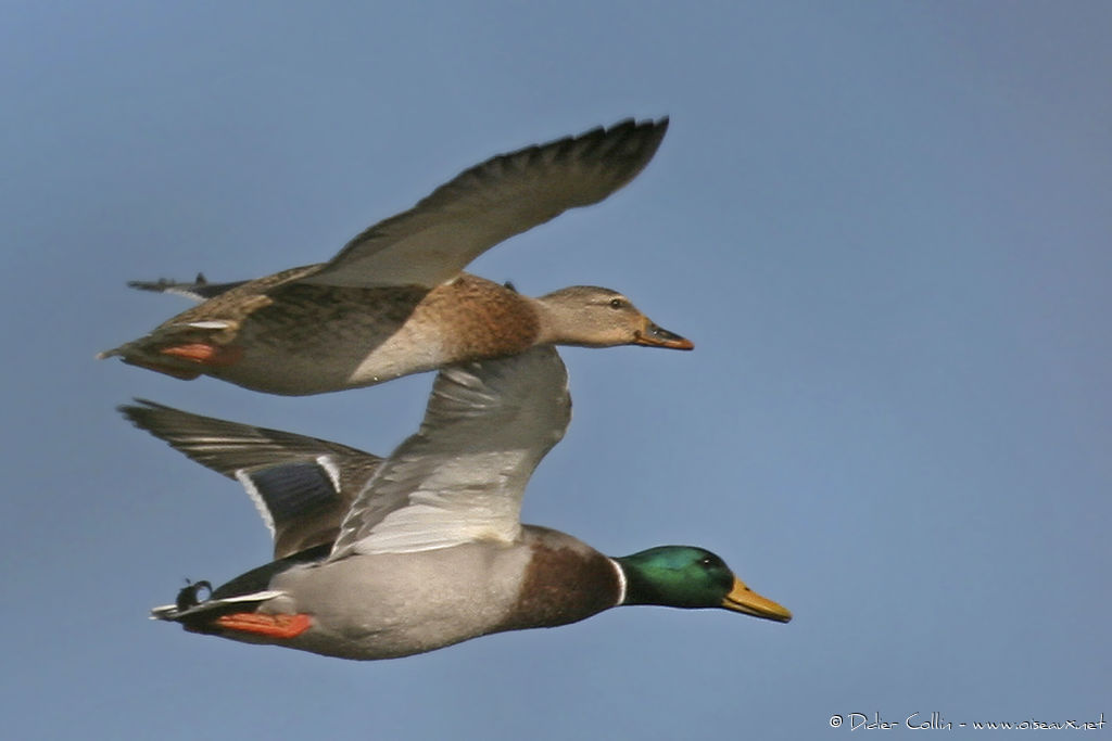 Comment est le vert canard ?