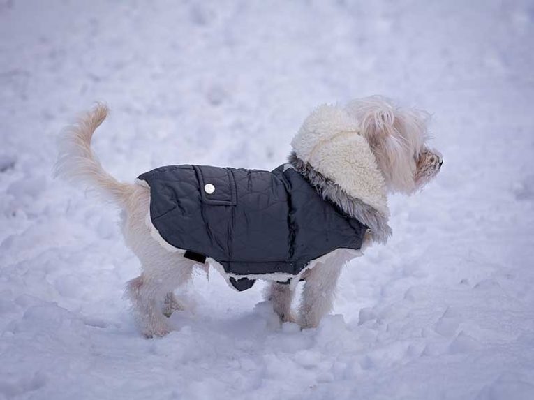 Comment choisir la taille d'un manteau pour chien ?