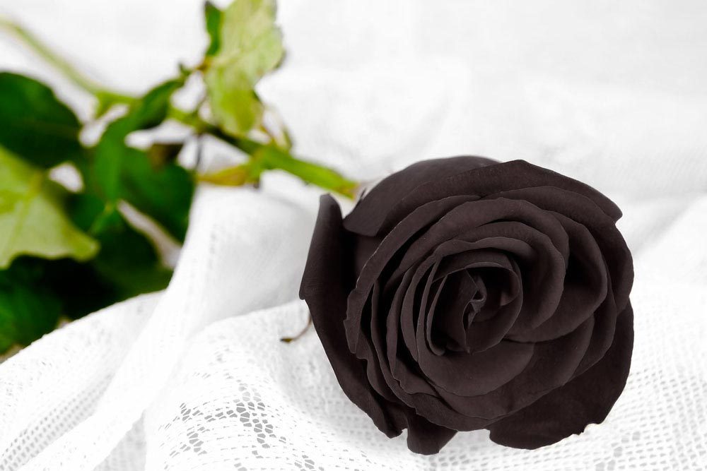 Quel est la signification de la rose noir ?