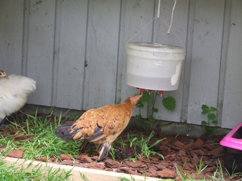 Comment faire pour que l'eau de mes poules ne gèle pas ?