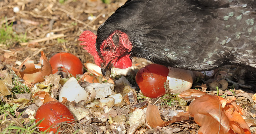 Est-ce que les poules mangent des epluchures de carottes ?