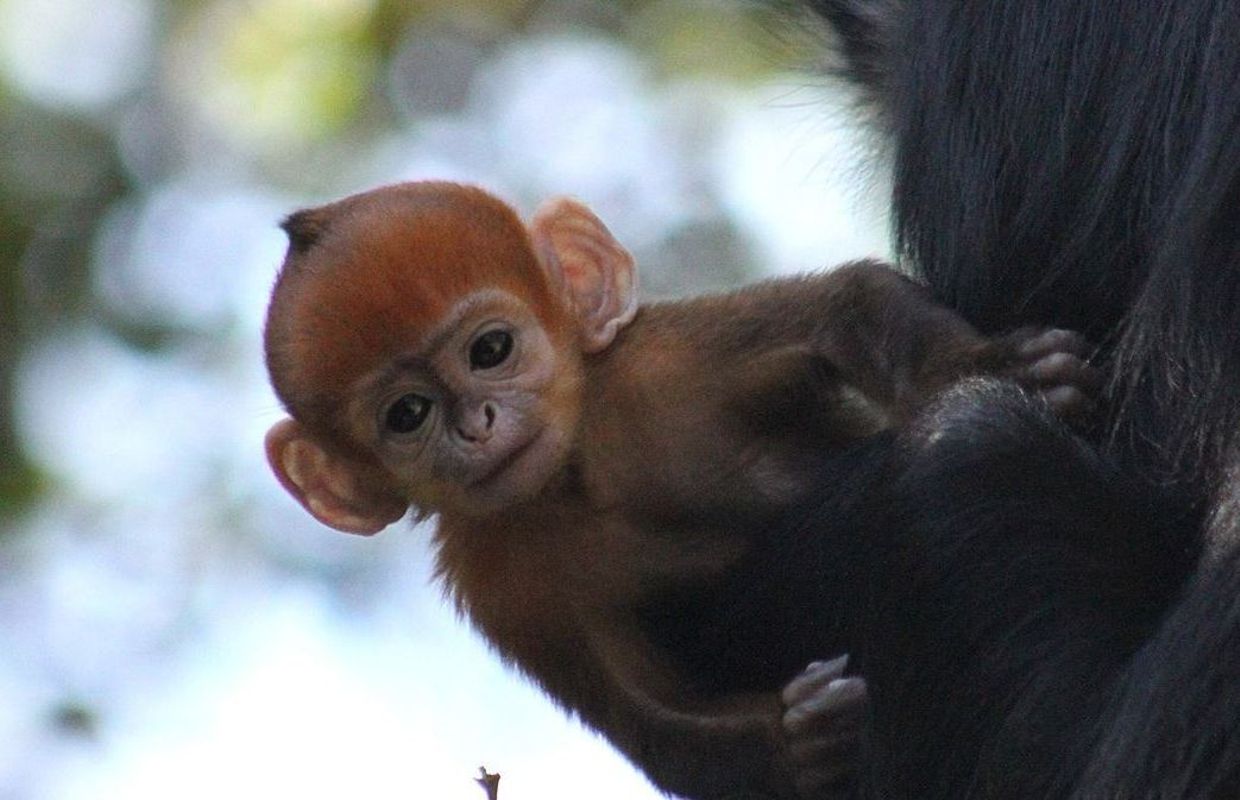 Quel est le nom de la femelle du singe ?