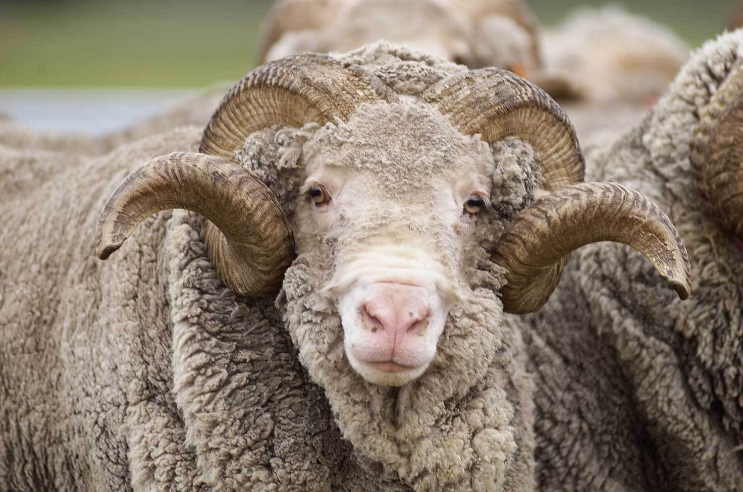 Pourquoi laine mérinos ?