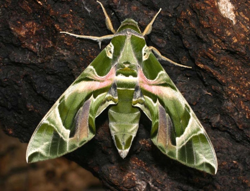 Quel est le plus beau papillon du monde ?