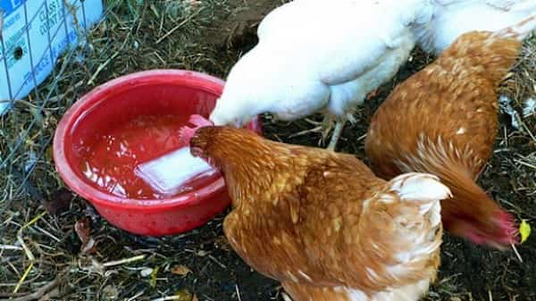 Pourquoi mettre du vinaigre dans l'eau des poules ?