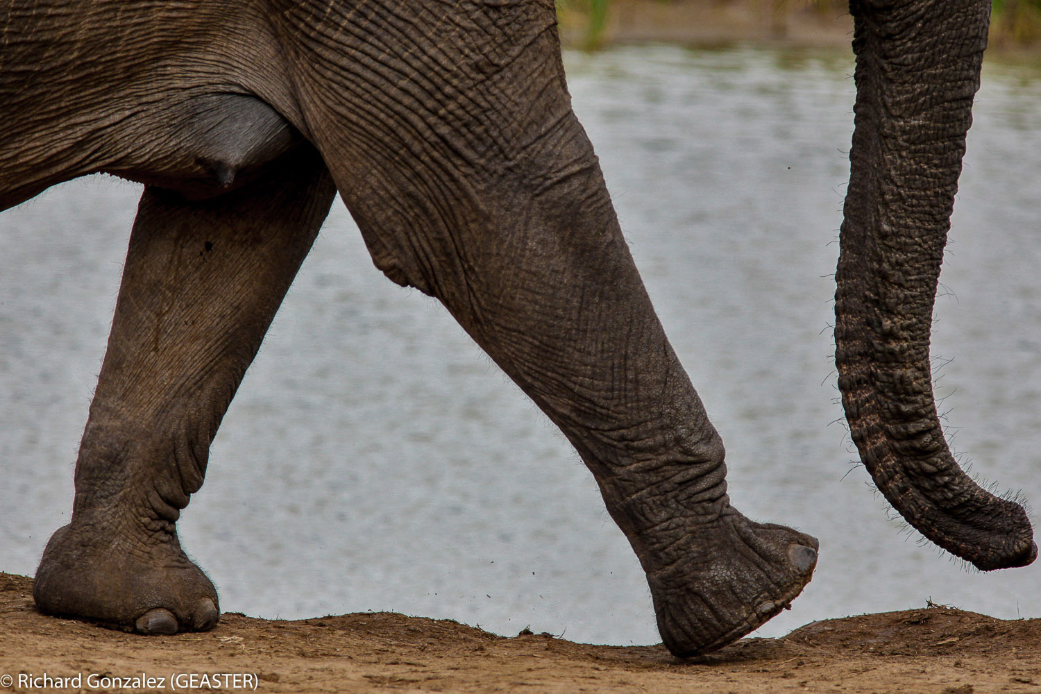 Qui a inventé les pattes d'éléphant ?