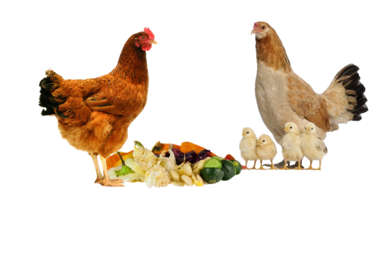 Astuces Quels déchets ne pas donner aux poules