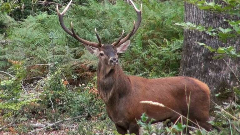 Quelle est la différence entre un cerf et un daim ?