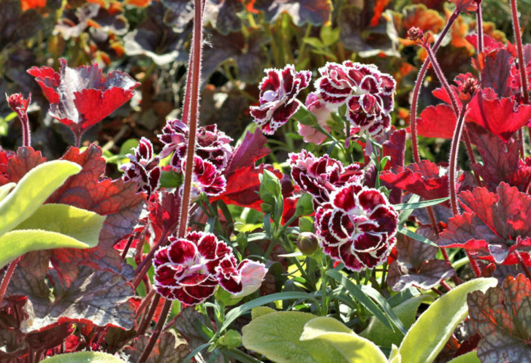Astuces Quelle fleur repousse chaque année