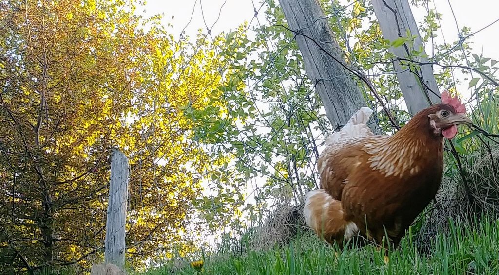 Comment faire pondre des gros œufs aux poules ?