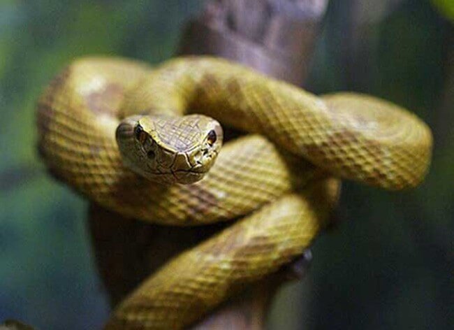 Quel est le serpent le plus dangereux du monde ?