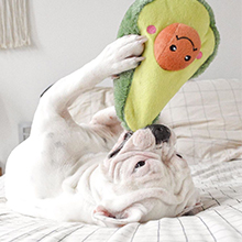 White dog playing with Avocado Zippypaws toy
