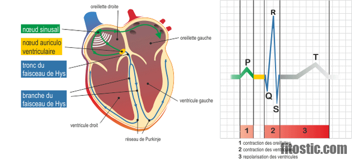 C'est quoi la systole et la diastole ? Sport, Mode