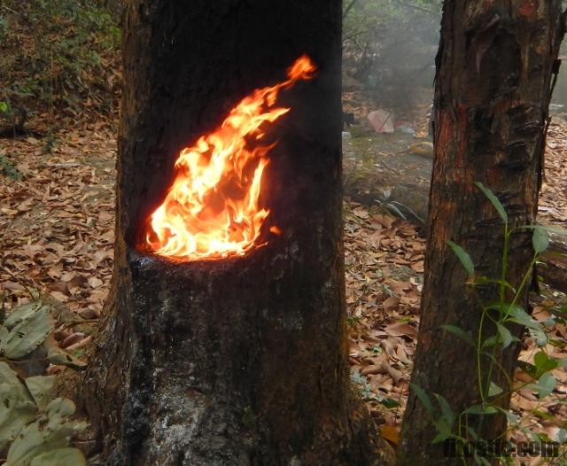 Comment Appelle-t-on l'arbre du manioc ?