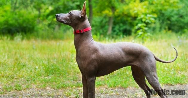 Comment Appelle-t-on un chien sans race ?