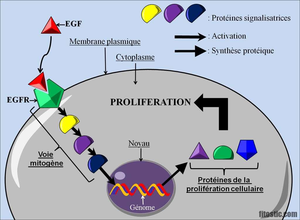 Comment Attrape-t-on des cellules épithéliales ?