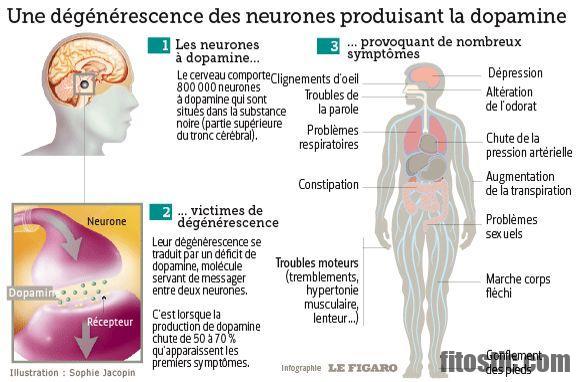 Comment Roaccutane agit dans le corps ?