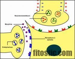 Comment agit Roaccutane sur le corps ?