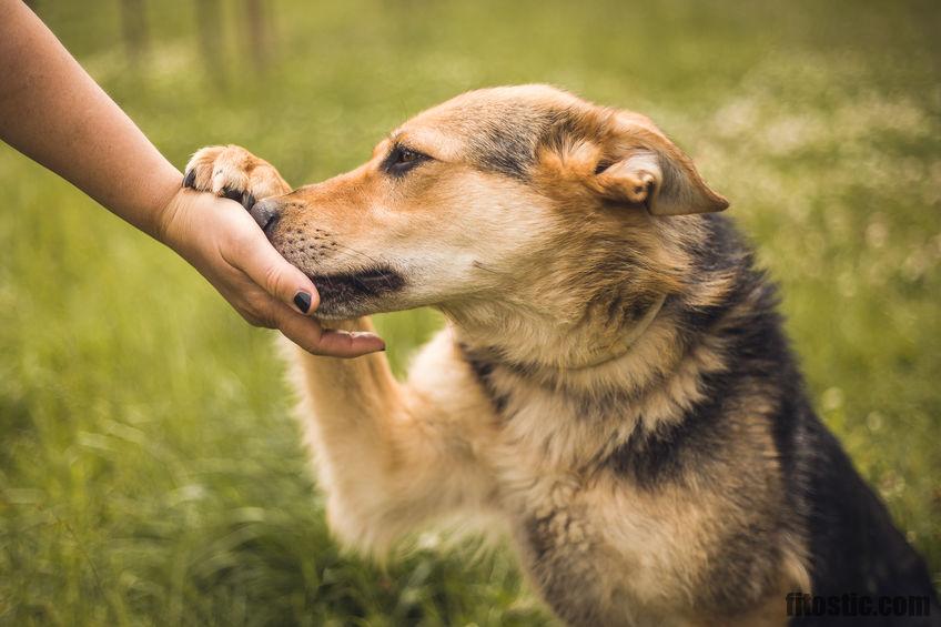 Comment apprendre le Treibball à son chien ?