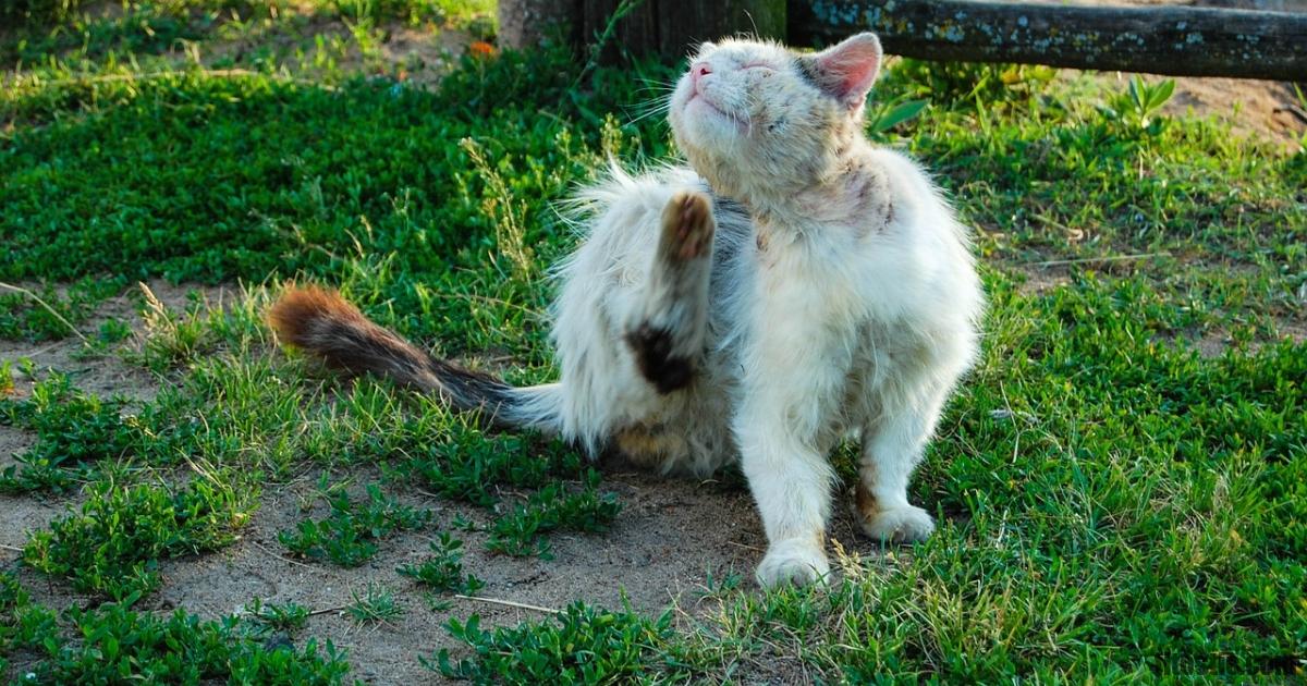 Comment attraper la maladie du chat ?