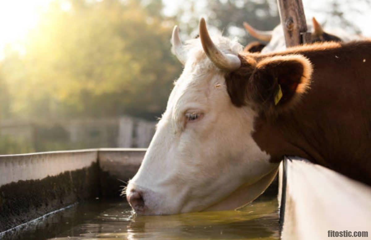 Comment boire de l'eau pour grossir ?