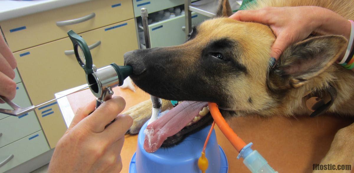 Comment Calmer Un Chien Qui Respire Fort Fitostic Com Sport Mode Beaute Lifestyle Magazine Comment Calmer Un Chien Qui Respire Fort Fitostic Com Sport Mode Beaute Lifestyle Magazine