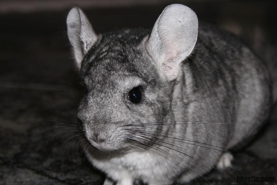 Comment calmer un chinchilla ?