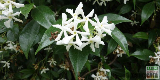 Comment consommer le jasmin ?