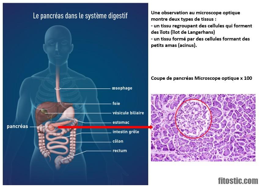 Comment désacidifier l'organisme ?