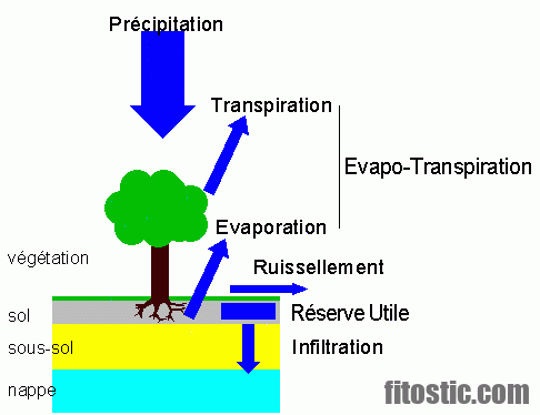 Comment éliminer la rétention d'eau dans le corps ?