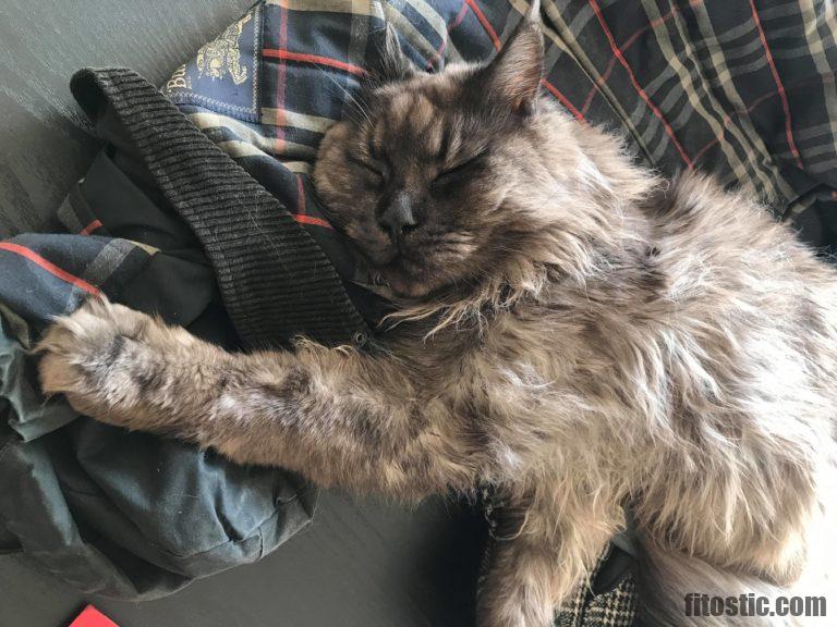 Tendances Inspirations Chat Croise Main Coon De La Saison Fitostic Com Sport Mode Beaute Lifestyle Magazine Tendances Inspirations Chat Croise Main Coon De La Saison Fitostic Com Sport Mode Beaute Lifestyle Magazine