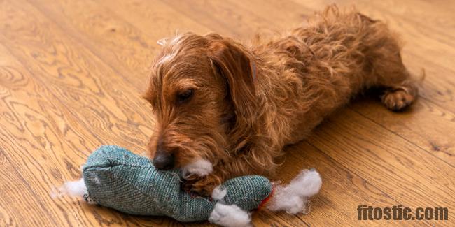 Comment eviter les puces de parquet ?