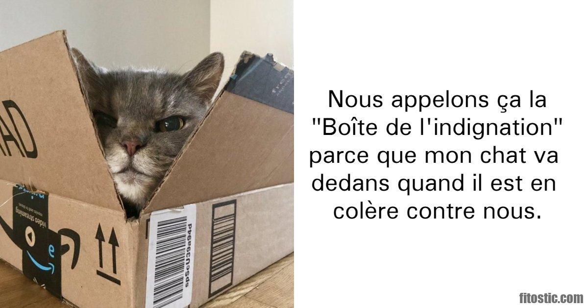 Comment faire avec un chat qui a peur ?