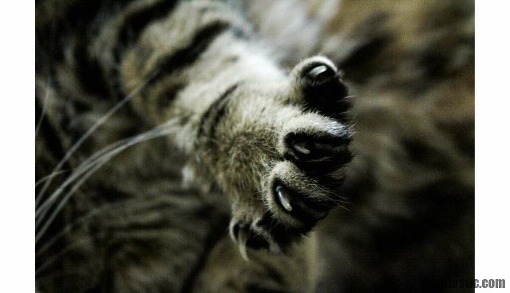 Comment faire dégonfler la patte d