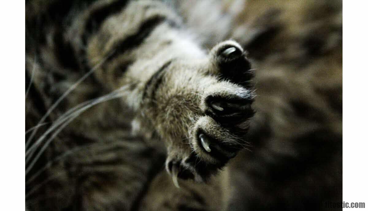 Comment Faire Degonfler La Patte D Un Chat Fitostic Com Sport Mode Beaute Lifestyle Magazine Comment Faire Degonfler La Patte D Un Chat Fitostic Com Sport Mode Beaute Lifestyle Magazine