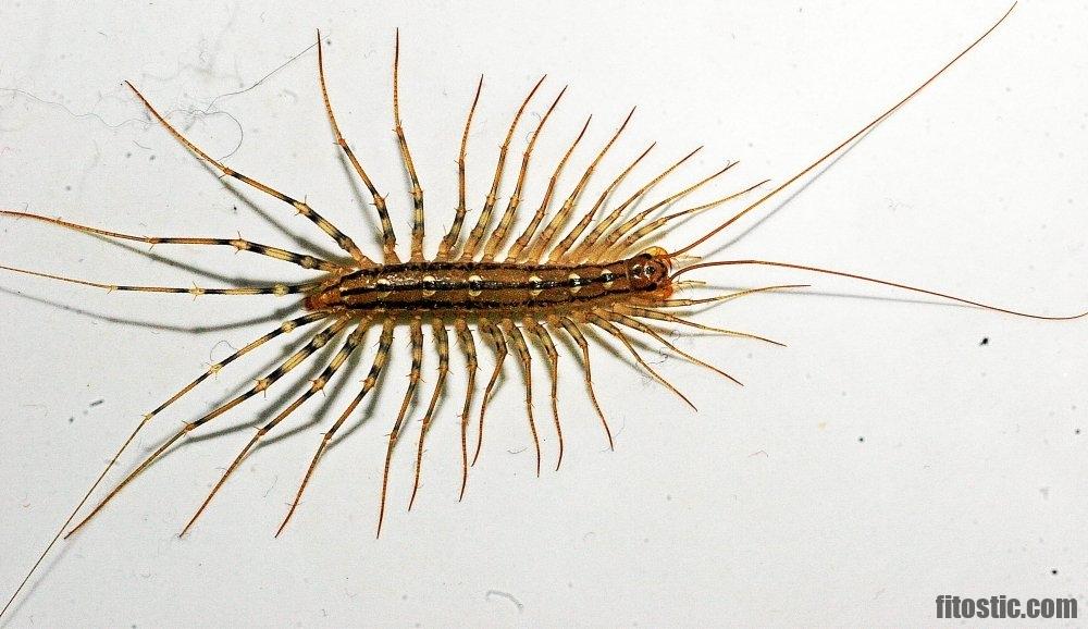 Comment Faire Fuir Les Milles Pattes Fitostic Com Sport Mode Beaute Lifestyle Magazine Comment Faire Fuir Les Milles Pattes Fitostic Com Sport Mode Beaute Lifestyle Magazine