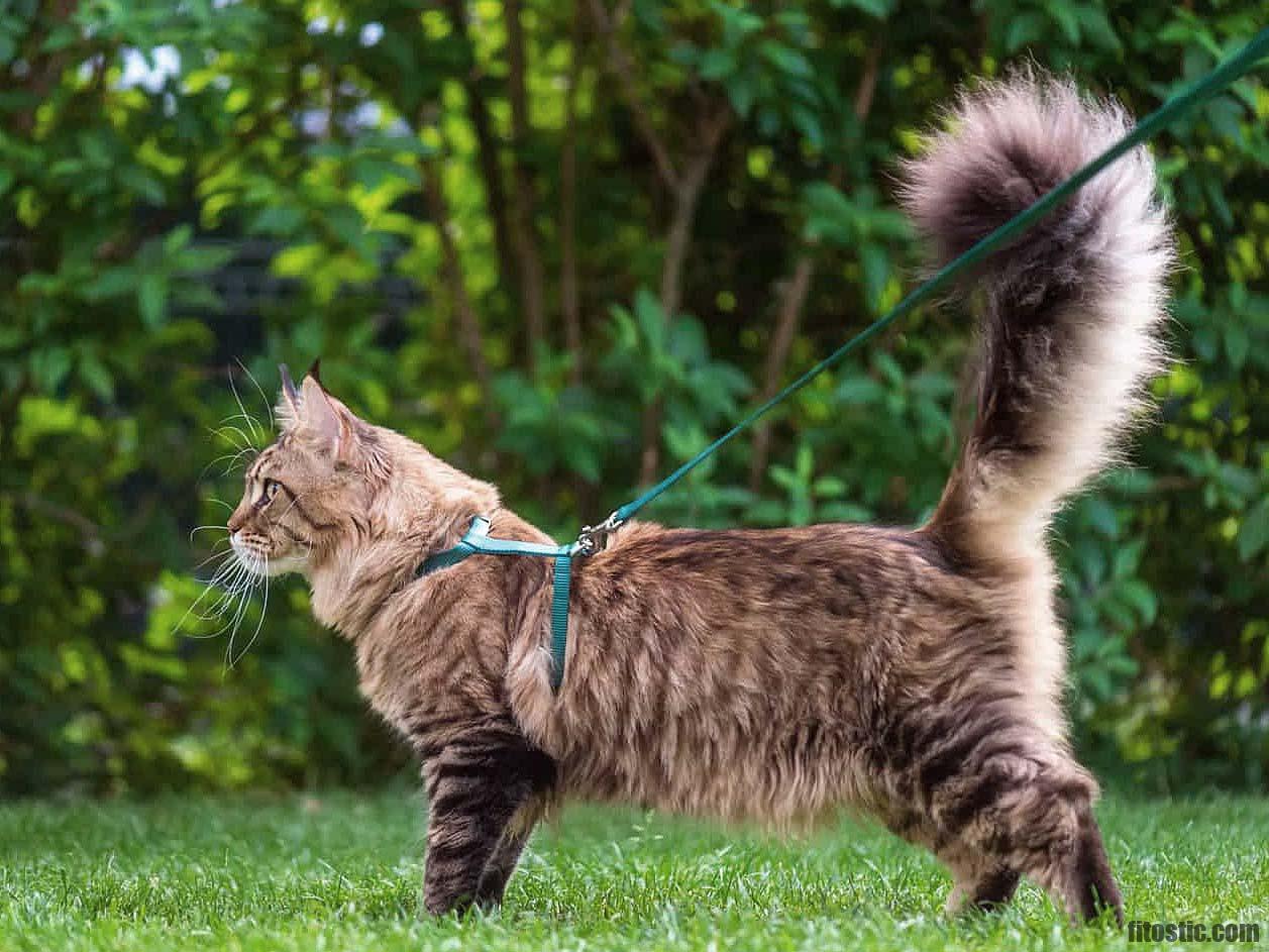 Comment Faire Pour Que Mon Chat Dorment La Nuit Fitostic Com Sport Mode Beaute Lifestyle Magazine Comment Faire Pour Que Mon Chat Dorment La Nuit Fitostic Com Sport Mode Beaute Lifestyle Magazine